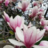 elmtree12341234